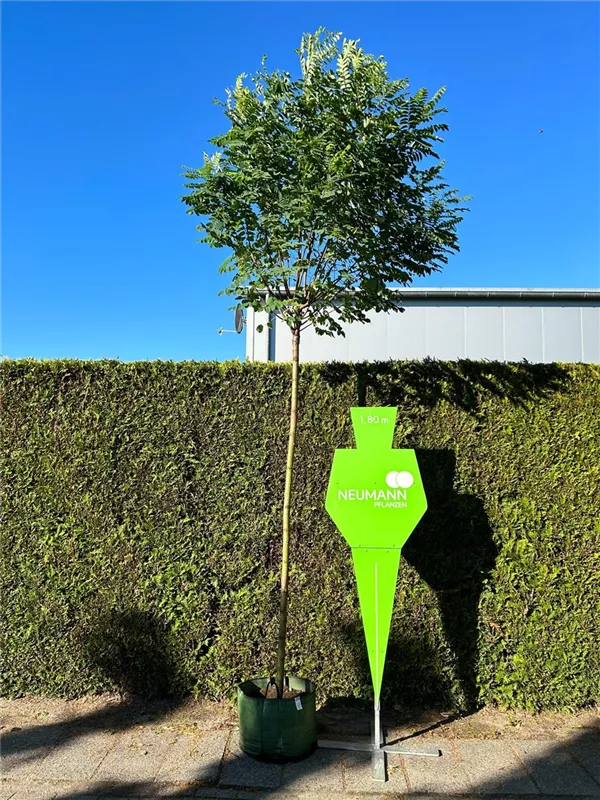 Robinia pseudoac.'Umbraculifera'