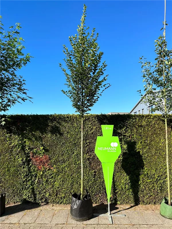 Carpinus betulus 'Fastigiata'