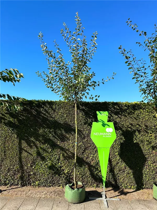 Prunus syr.'Von Nancy' CAC