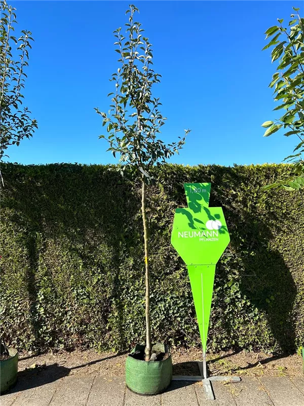 Pyrus com.'Gute Graue' CAC