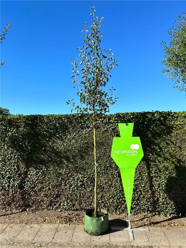 Pyrus com.'Alexander Lucas' CAC