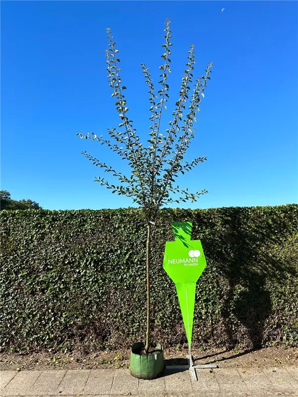 Prunus dom.'Bühler Frühzwetsche' CAC