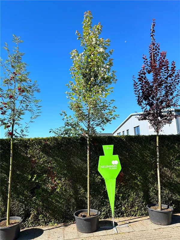 Acer rubrum 'Redpointe' -R- -S-