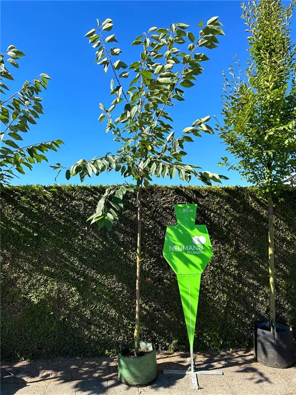 Prunus av.'Gr.Prinzessinkirsche' CAC