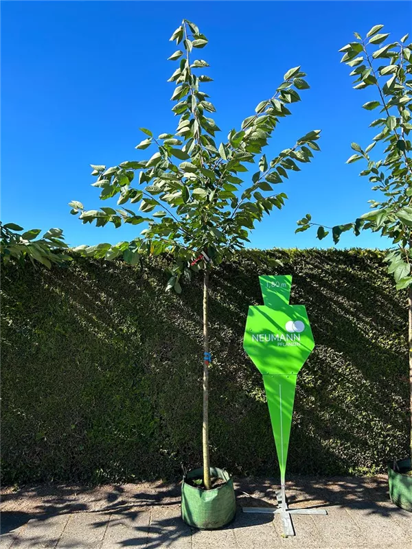 Prunus av.'Kordia' CAC Prunus av.'Kordia' CAC