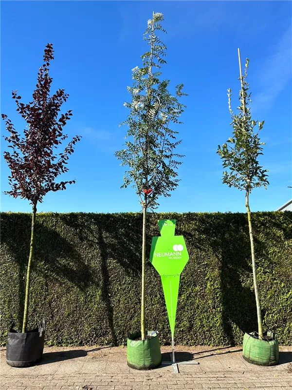 Sorbus aucuparia 'Edulis'