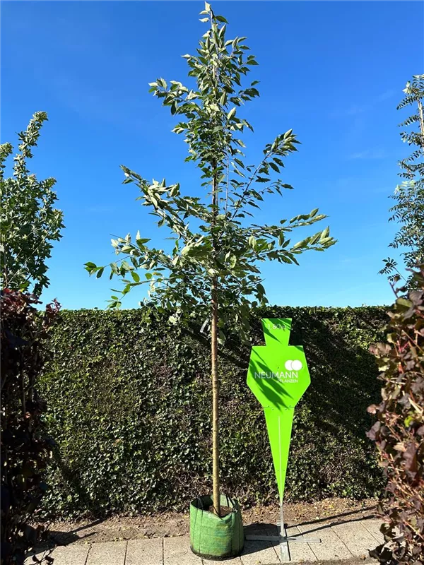 Prunus avium 'Plena'