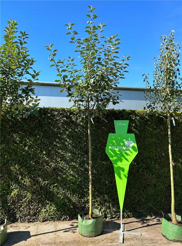 Malus 'Boskoop' CAC
