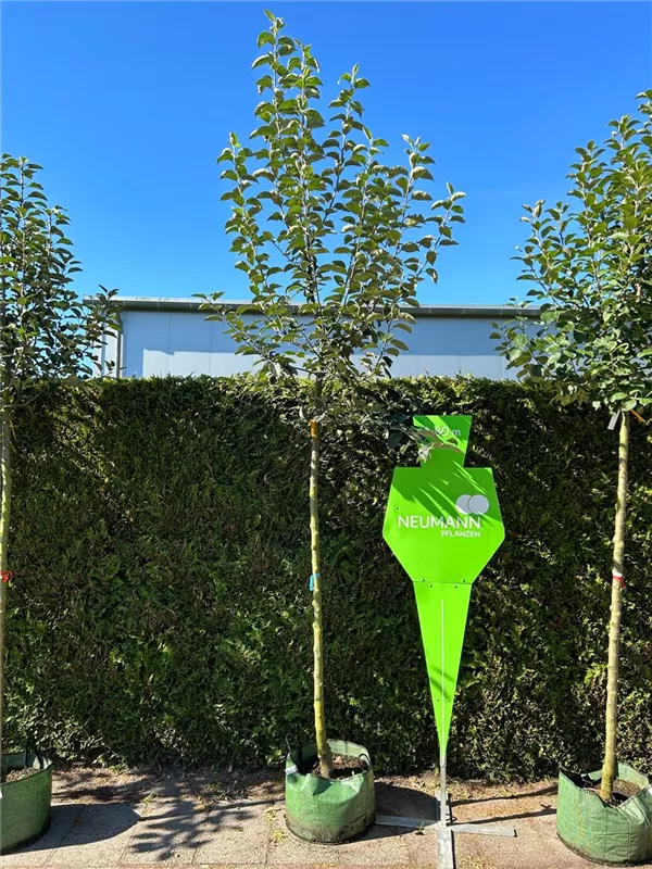 Malus 'Kaiser Wilhelm' CAC Malus 'Kaiser Wilhelm' CAC