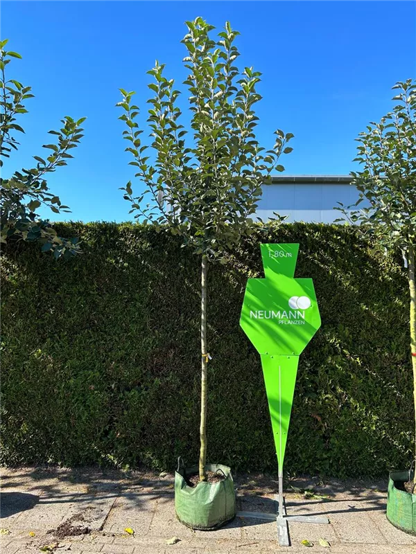 Malus 'Goldparmäne' CAC