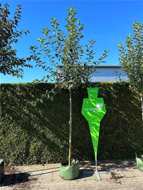 Malus 'Holsteiner Cox' CAC Malus 'Holsteiner Cox' CAC