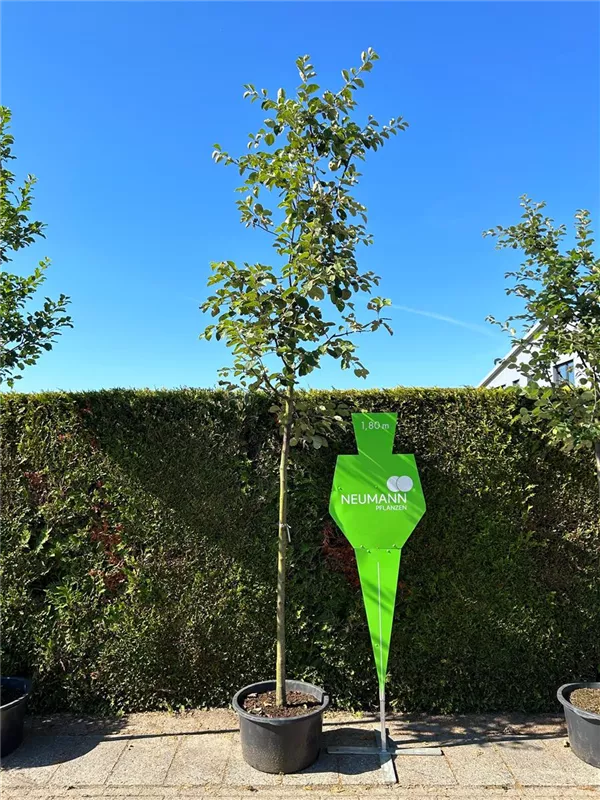 Cydonia 'Portugiesische' CAC