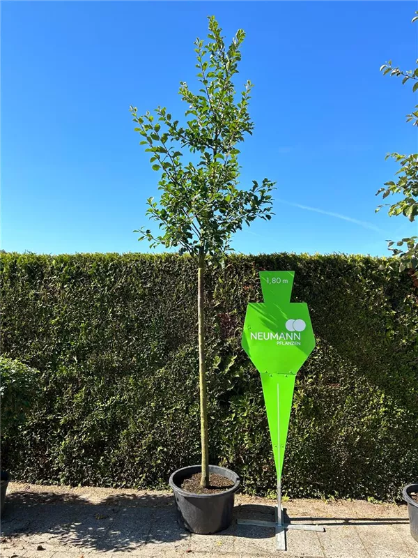 Prunus ital.'Graf Althans Renekl.' CAC