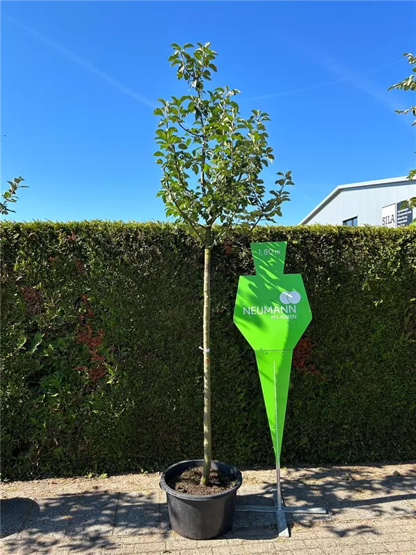 Malus 'Kaiser Wilhelm' CAC Malus 'Kaiser Wilhelm' CAC