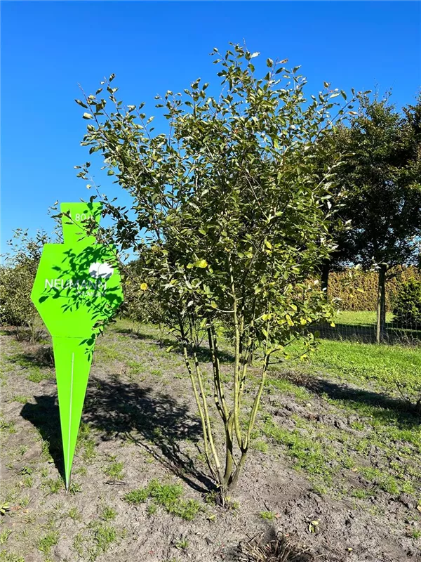Amelanchier lamarckii