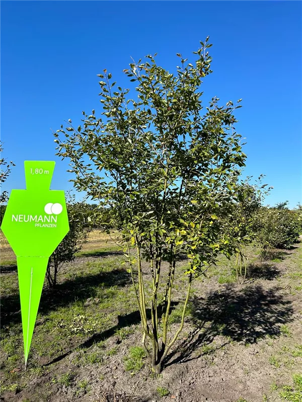 Amelanchier lamarckii