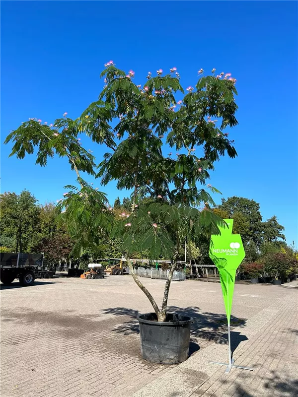 Albizia julibrissin