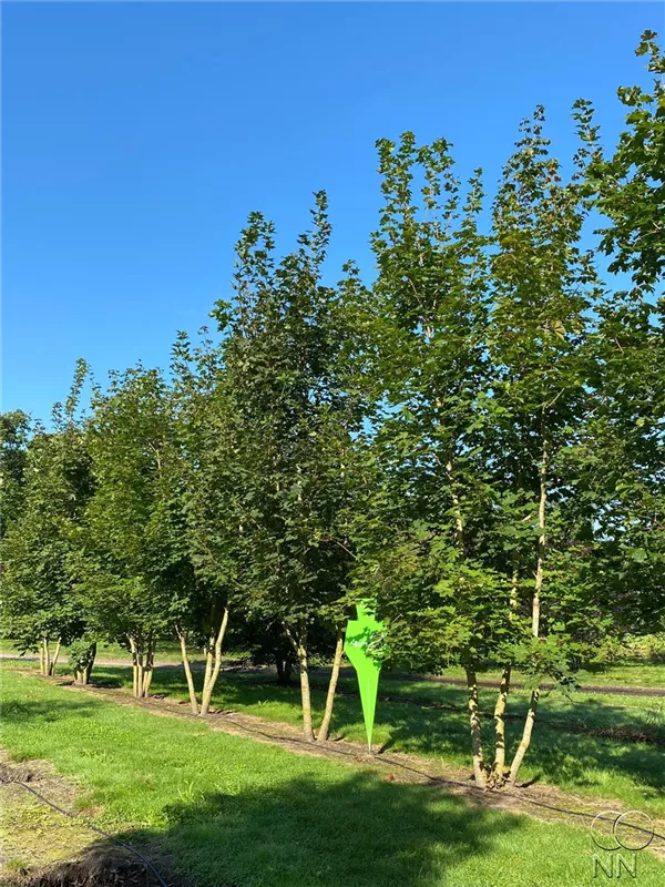 Acer platanoides