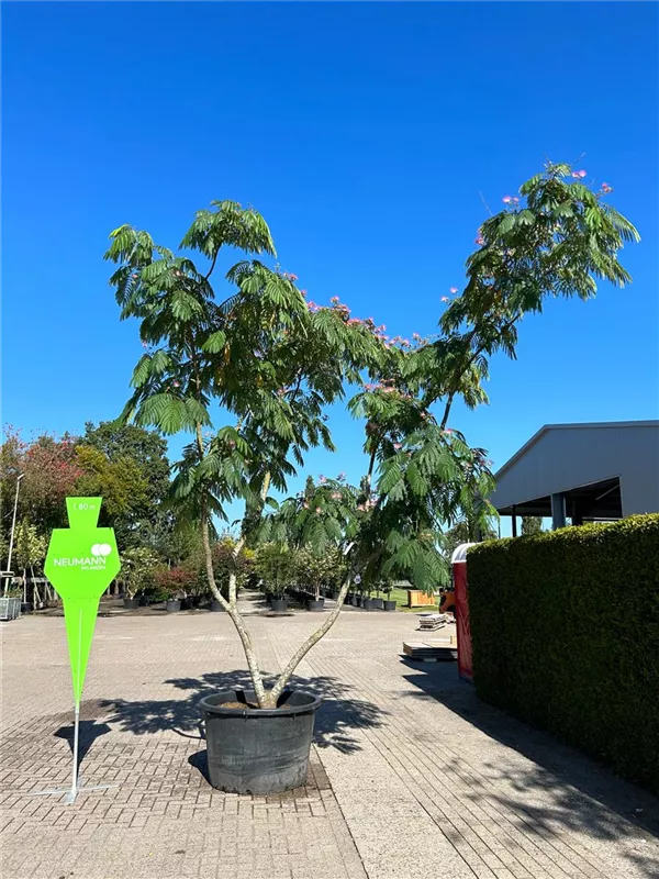 Albizia julibrissin