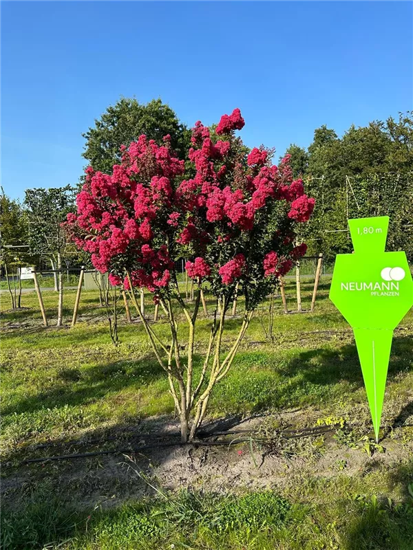 Lagerstroemia indica 'Maité Red'