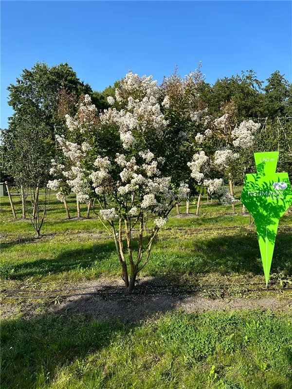 Lagerstroemia indica 'Neige d'été'