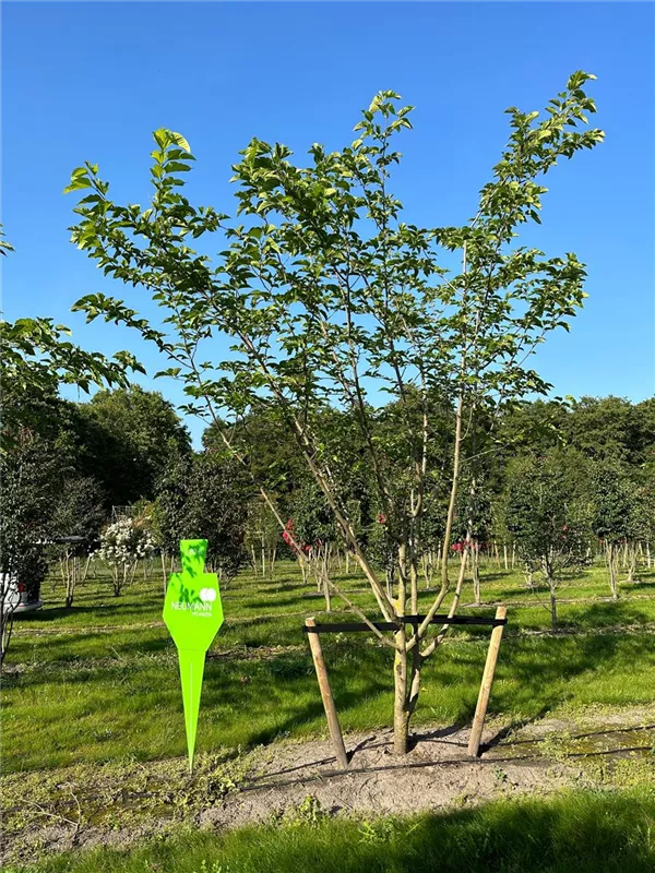 Morus alba 'Fruitless'