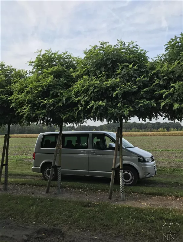 Robinia pseudoac.'Umbraculifera'