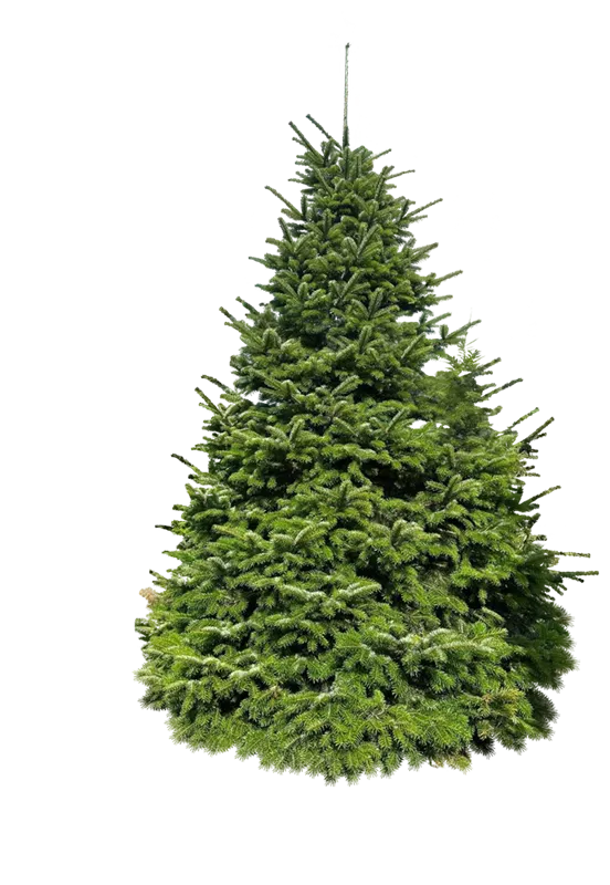Abies nordmanniana