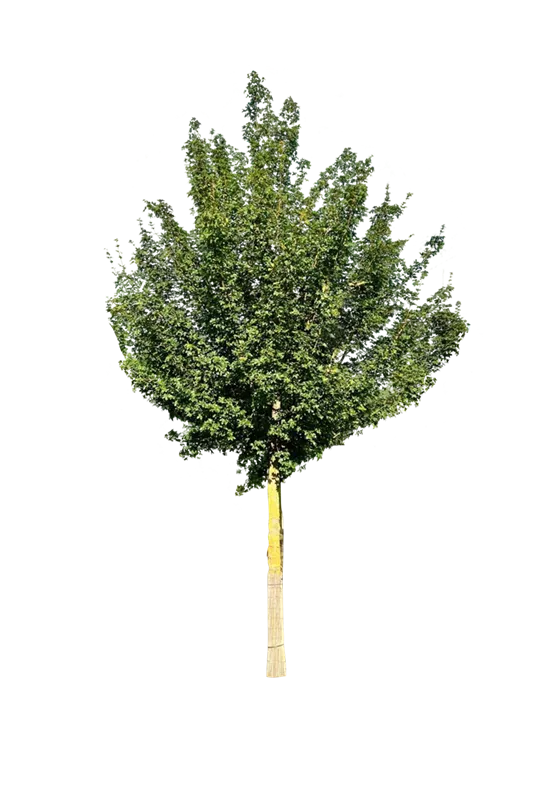 Acer campestre 'Elsrijk'