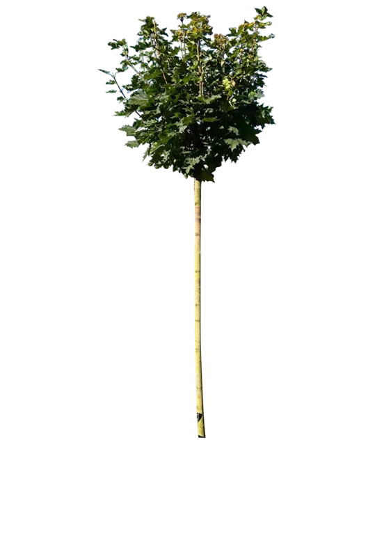 Acer platanoides 'Globosum'