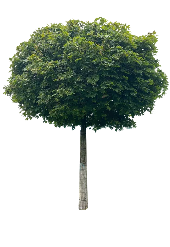 Acer platanoides 'Globosum'