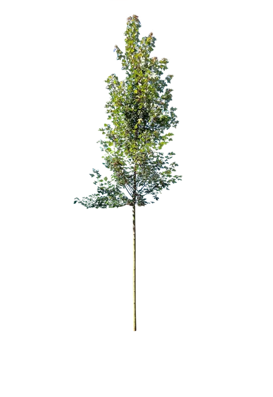 Acer rubrum 'Redpointe' -R- -S-