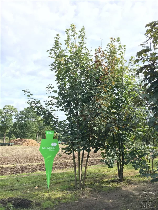 Acer pseudoplatanus