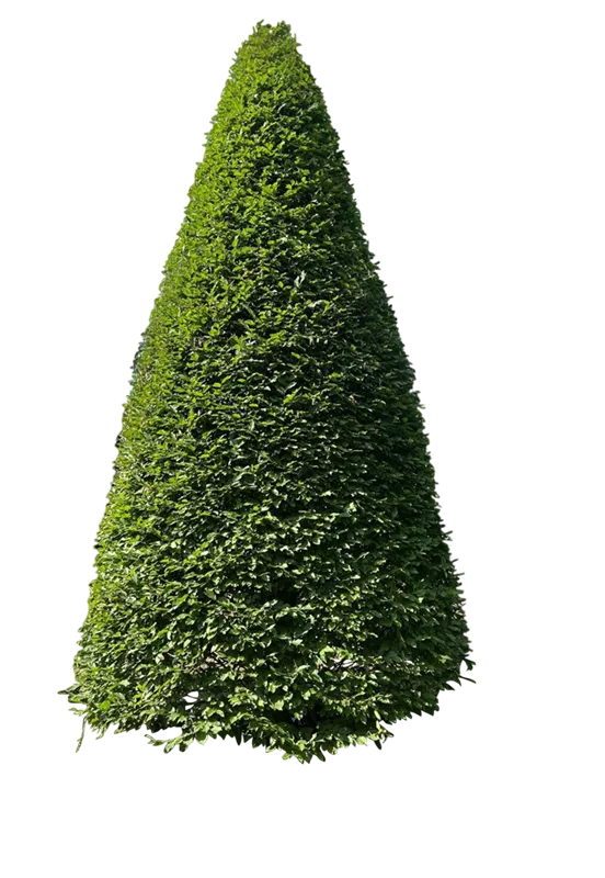 Carpinus betulus 'Fastigiata'