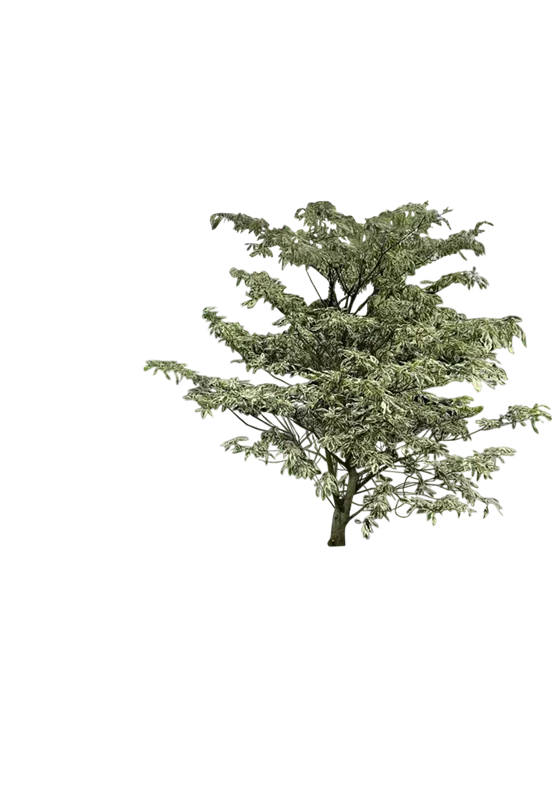 Cornus controversa 'Variegata'