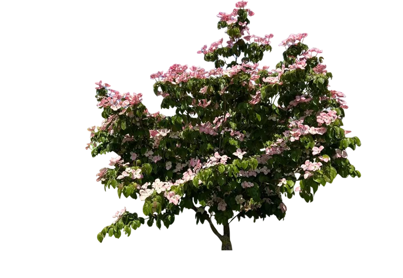 Cornus kousa 'Satomi'