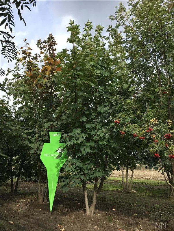 Acer pseudoplatanus