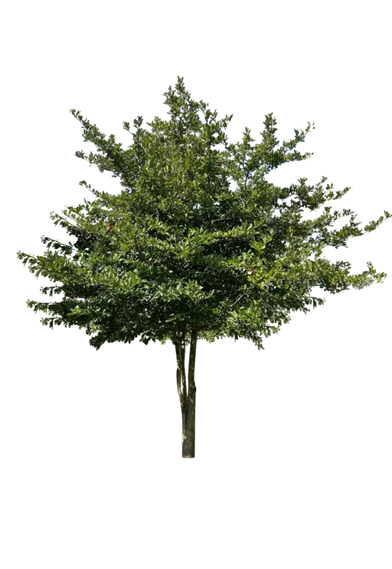 Crataegus prunifolia