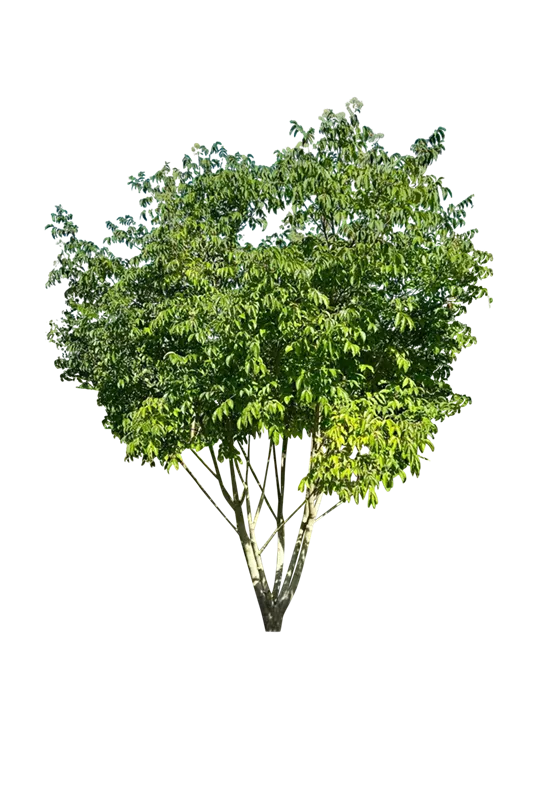 Euodia hupehensis