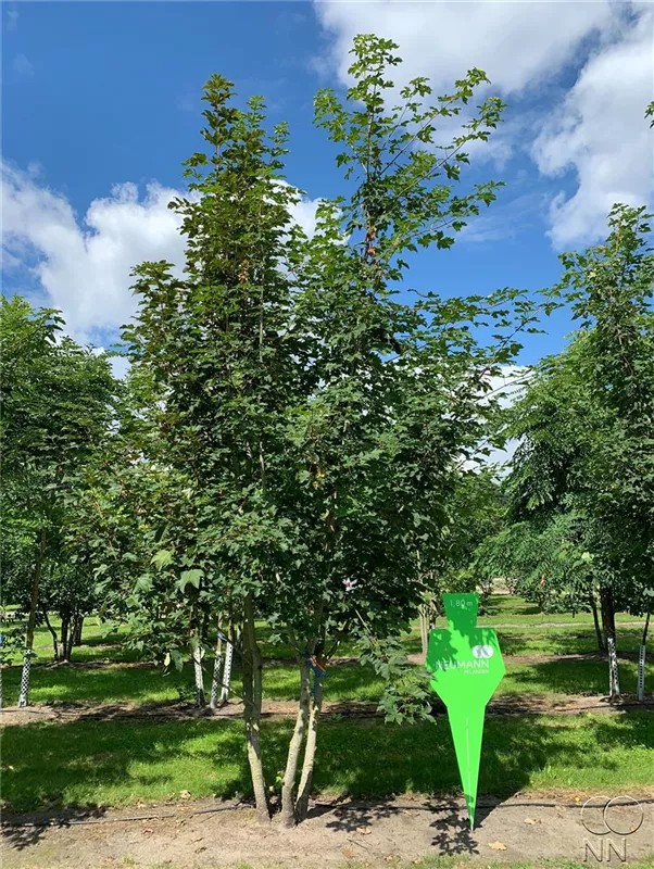 Acer pseudoplatanus