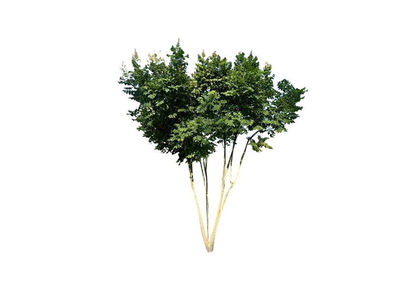Blasenbaum