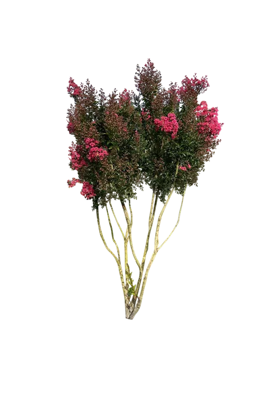 Lagerstroemia indica 'Maité Red'