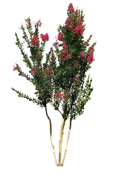 Lagerstroemia indica 'Tuscarora'