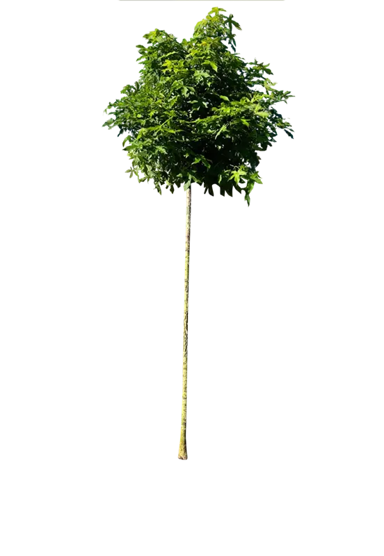 Liquidambar styraciflua 'Gumball'