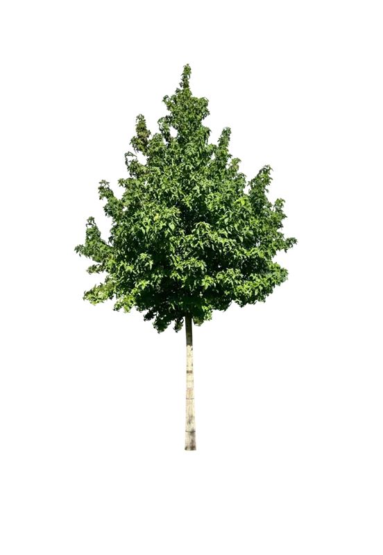 Liquidambar styraciflua 'Lane Roberts'