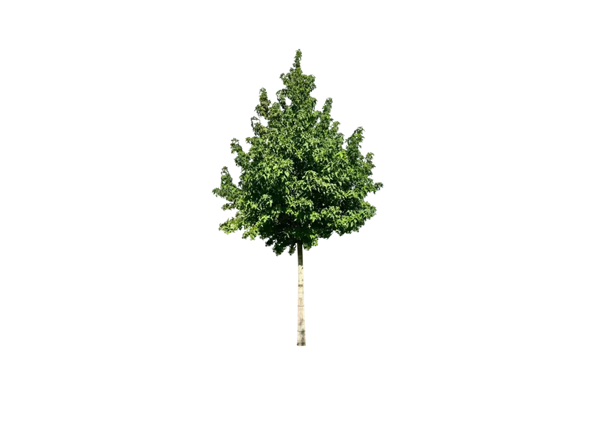 Amberbaum 'Lane Roberts'