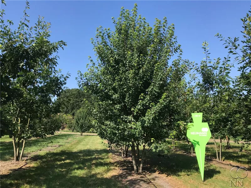 Acer rubrum