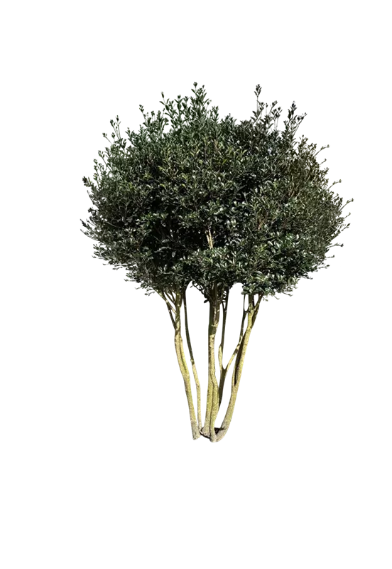 Osmanthus heterophyllus 'Purpureus'