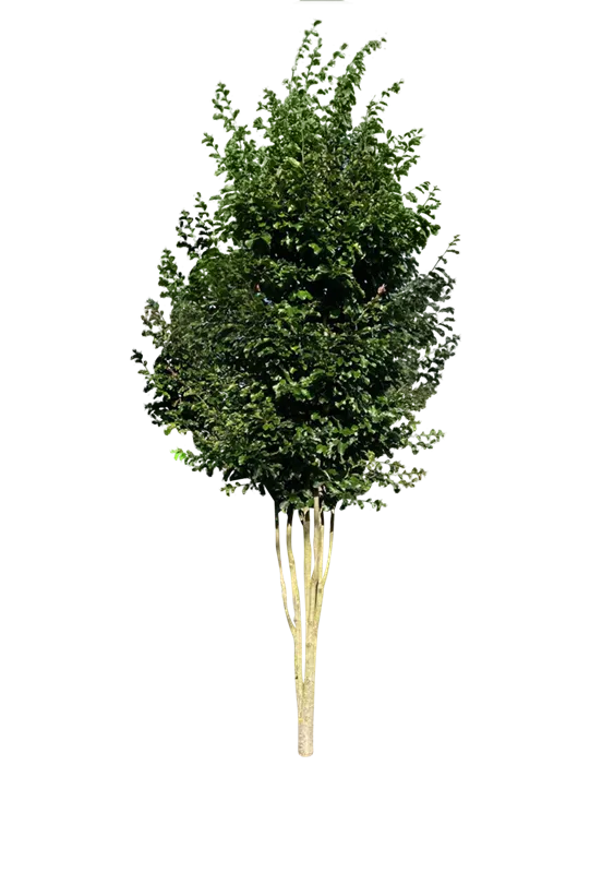 Parrotia persica 'Vanessa'