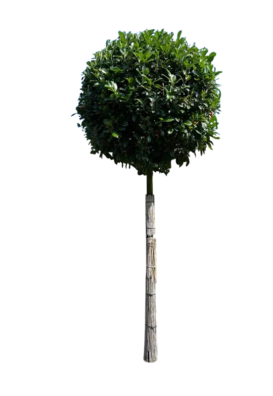 Prunus lauroc.'Etna' -R-